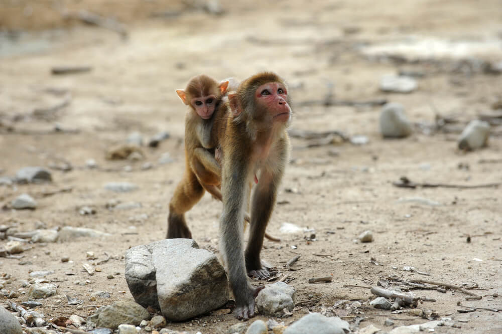 monkey island nha trang